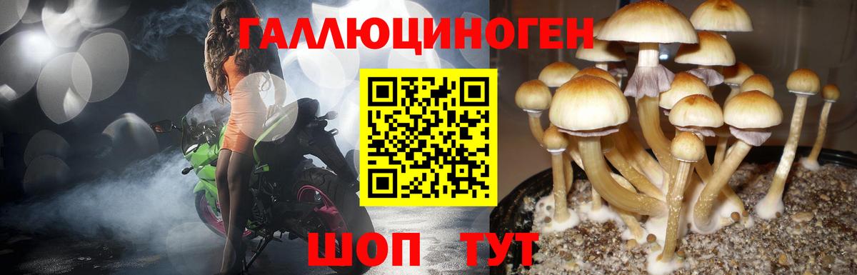 дарнет шоп  Вход с VPN  Можга  Псилоцибиновые грибы мицелий 